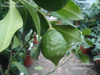 295 C. aurantifolia aranciata